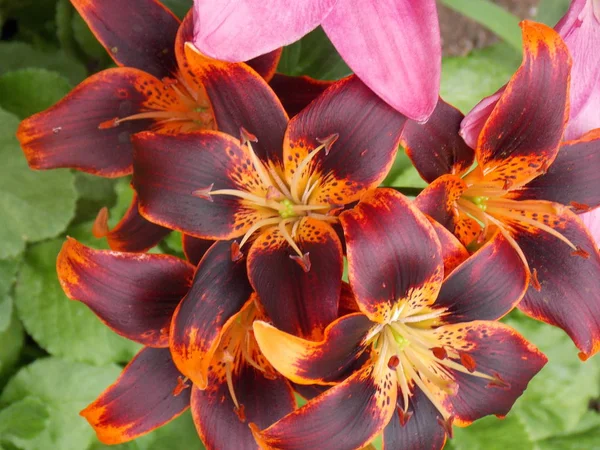 Kırmızı çiçek, yakın plan.