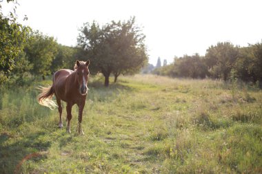 A horse grazes in a meadow clipart