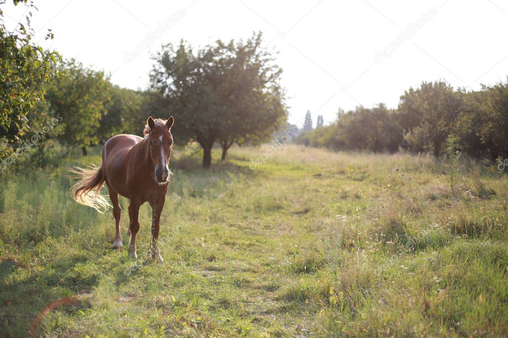 A horse grazes in a meadow