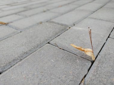 Parkta sonbahar kuru yaprağı var.