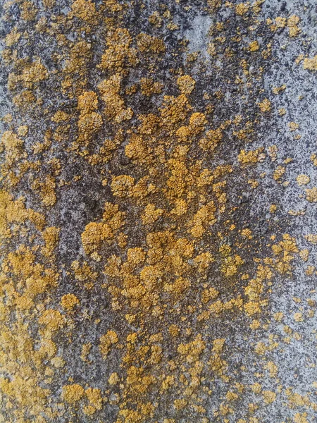 Duvardaki sarı liken dokusu