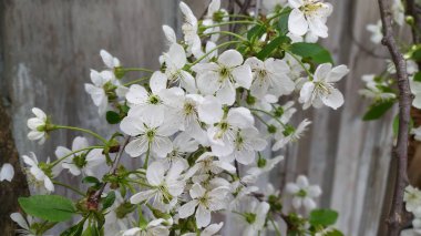 Bahçede kiraz çiçekleri açıyor.
