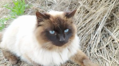 Mavi gözlü kedi samanlıkta
