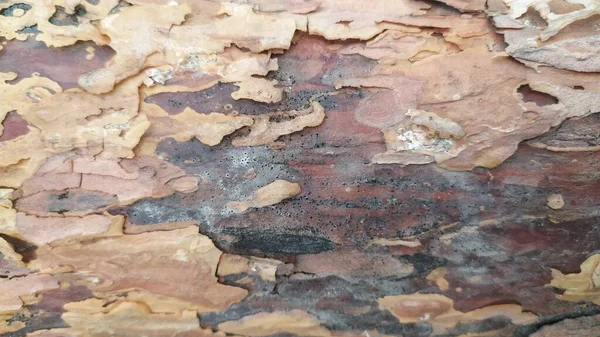 古い木の樹皮を閉じる — ストック写真