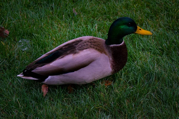 坐在巴黎草坪上的鸭子 — 图库照片