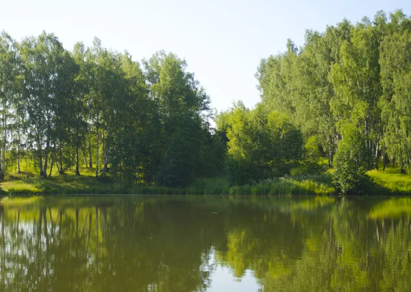 Floresta no lago — Fotografia de Stock