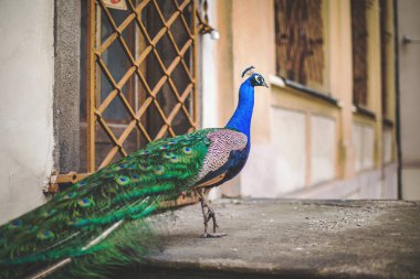 Prag'da parkta peacock