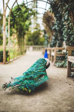 Prag'da parkta peacock