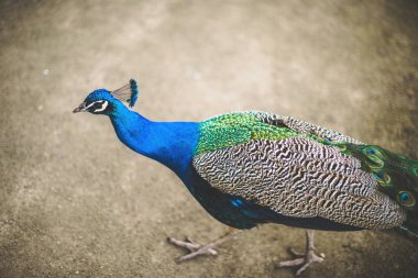 Prag'da parkta peacock