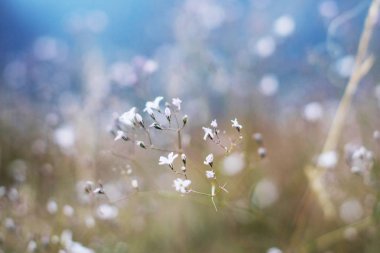 Baharda beyaz çiçekler