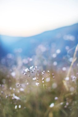 Tarladaki güzel çiçekler