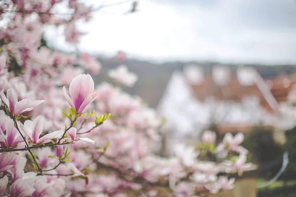 Flowering magnolia in Prague spring