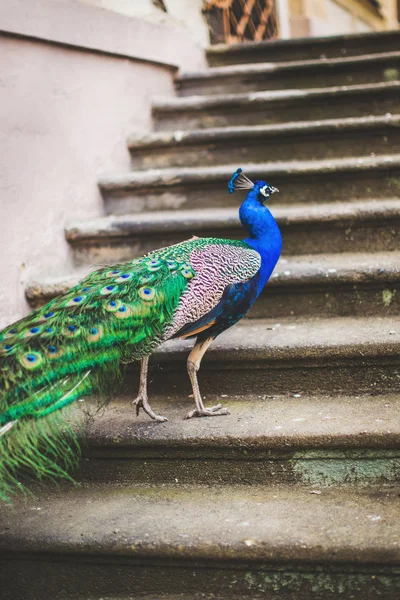 Peacock in the park in Prague — Stock Photo, Image