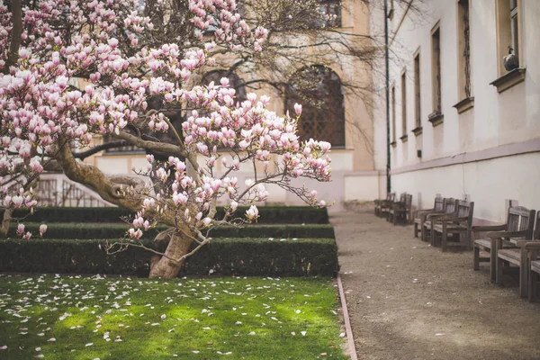 Цветущая магнолия в Праге весной — стоковое фото