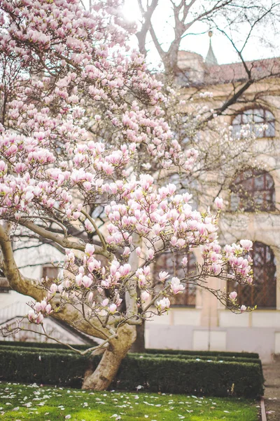 Flowering magnolia in Prague spring