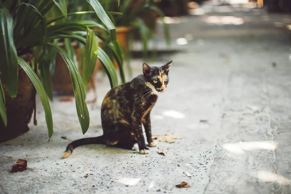 Şirin kedi sokakta oturuyor. 