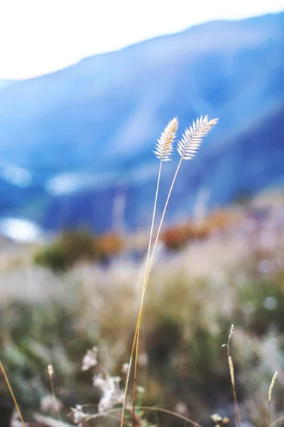 Bellissimi Fiori Nel Campo — Foto Stock