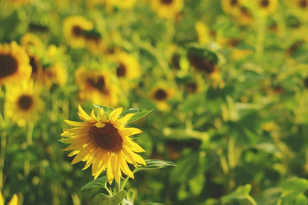 Fiori girasole, girasole campo fiore — Foto Stock