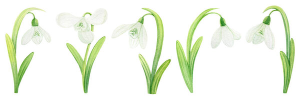 A set of tender spring watercolor snowdrops on a white background