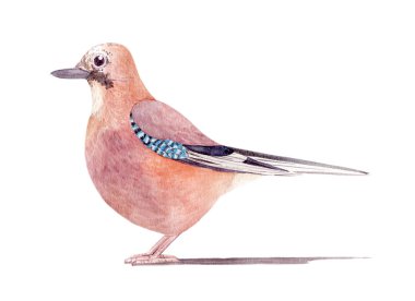  Beyaz arkaplanda bir alakarga suluboya çizimi