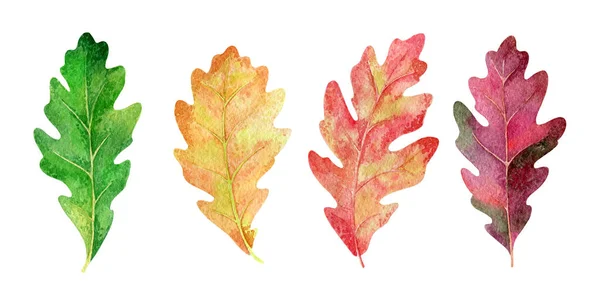 白い背景にカラフルなオークの葉のセットの水彩画のイラスト — ストック写真