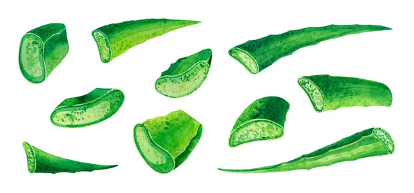 Una Ilustración Acuarela Gran Conjunto Piezas Verdes Aloe Vera Sobre —  Fotos de Stock