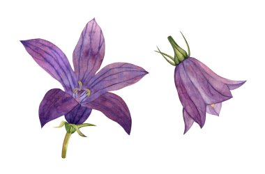 Mor bir çan tomurcuğunun suluboya çizimi. Beyaz arka planda iki açıdan.