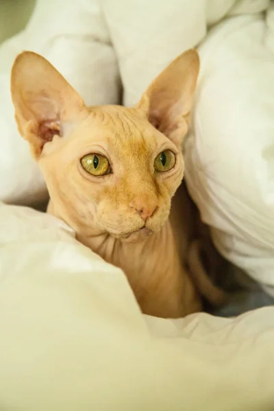 Çıplak deri kedi poz portre