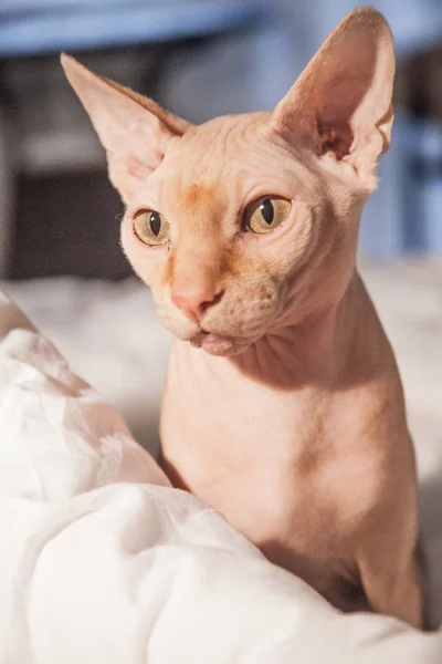 Çıplak deri kedi poz portre