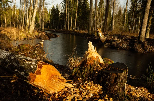 Albero caduto nella foresta, fiume, castoro — Foto Stock