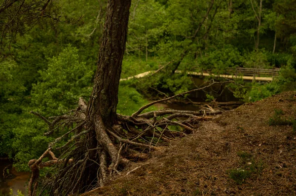 Árbol con hermosas raíces en el bosque cerca del puente — Foto de Stock