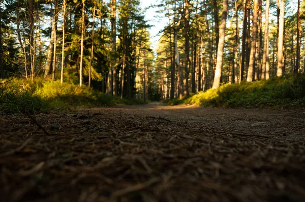 Lesní cesta v krásném borovém lese — Stock fotografie