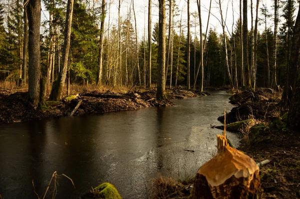 Beaver work in the forest, river with trees