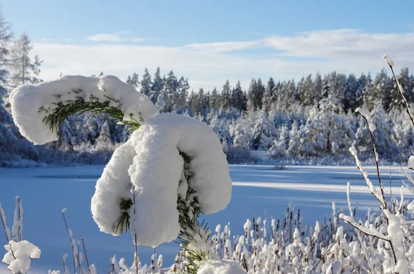 White winter, snowy forest at lake on ice. Snowy pine tree 