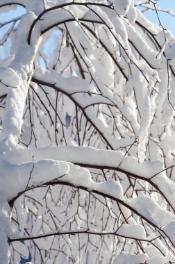 Beyaz kış, karlı dal, çok kar.