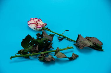 Mavi arka planda yaprakları olan kırık bir gül