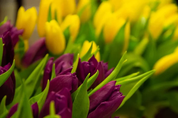 Tulipanes Morados Amarillos Saludo Día Mujer Flores — Foto de Stock