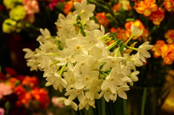 Çiçekler Küçük Sprey Nergisler Çiçekçide Beyazlar Içindeki Narsisler — Stok fotoğraf