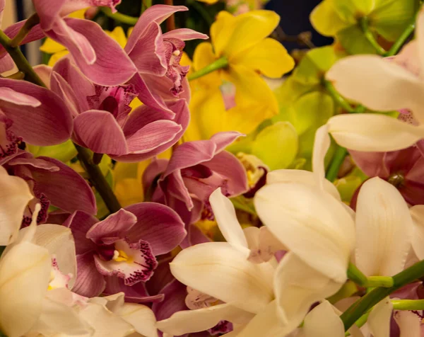 Orkideler, cymbidium farklı renkler, kadınlar için beyaz, sarı, mor