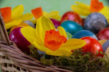 Paskalya, renkli boyanmış yumurtalar hasır sepette yeşil arka planda yosunlar, nergisler