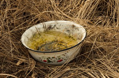 Eski bir kase su, baharda uzun otlar, kuru otlar.