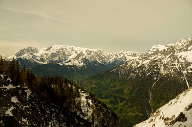 Dağların tepesinde, karlı dağlar. Muhteşem manzaralı yeşil orman. Alpler, Avusturya,