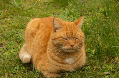 Yeşil çimlerde uyuyan kedi, rahatla.
