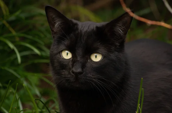 Güzel gözlü kara kedi yeşil çimlerde oturur, serinler