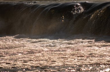 Vimba balığı zıplar, şelalenin yanında uçar, nehir