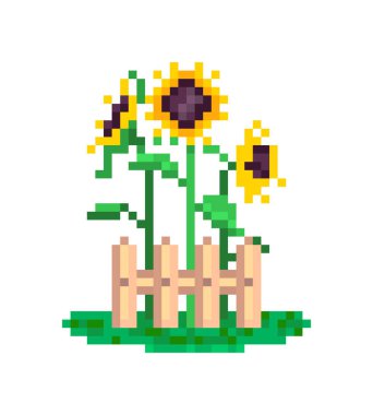 büyüyen ahşap çit, yaz sahne, PIX 3 sarı ayçiçeği