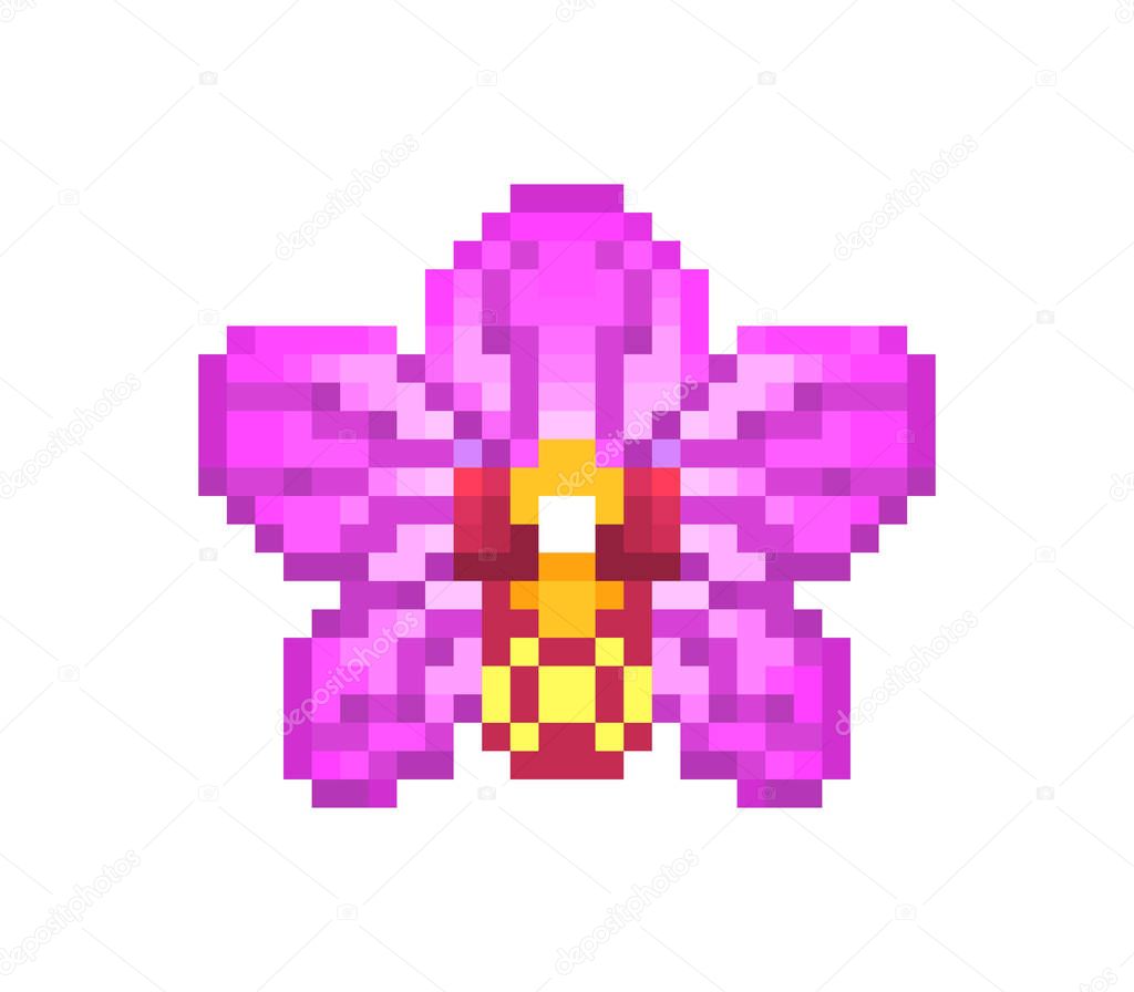 Pink blooming orchid, pixel art icon isolated on white backgroun