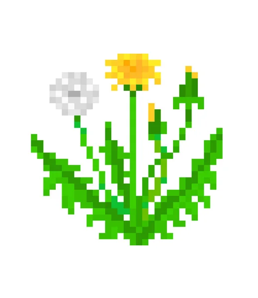 Dandelion, ícone de planta de arte pixel isolado no fundo branco. 8. —  Vetores de Stock