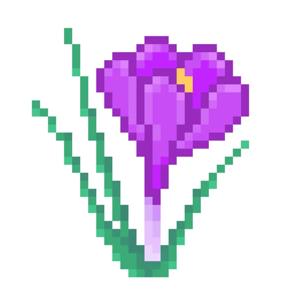 Purple Crocus Flower Bloom Pixel Art Icon Isolated White Background — Stok Vektör