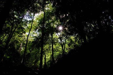 Yağmur ormanlarının arkasındaki ışık huzmesi